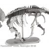 Triceratops Skelett - Image 2