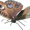 Butterfly Buckeye - Image 2