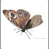 Butterfly Buckeye