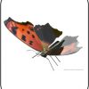 Butterfly Eastern Comma