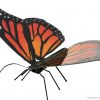 Butterfly Monarch - Image 2