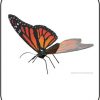 Butterfly Monarch