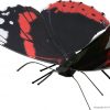Butterfly Red Admiral - Image 2