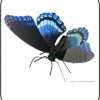Butterfly Red Spotted Purple 