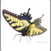 Butterfly Tiger Swallowtail