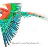 Iconx Parrot Papagei - Image 4