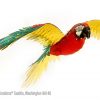 Iconx Parrot Papagei - Image 2