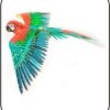 Iconx Parrot Papagei