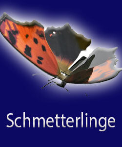 Schmetterlinge