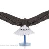 Weißkopfseeadler Premium - Image 4