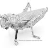 Grasshopper - Image 6