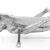 Grasshopper - Image 5