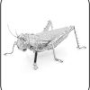 Grasshopper