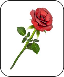 Red Rose